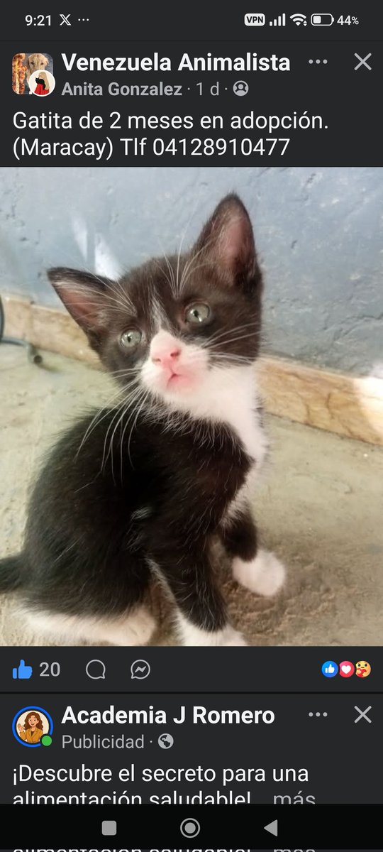 PerroUsuario Wof '•' tweet media