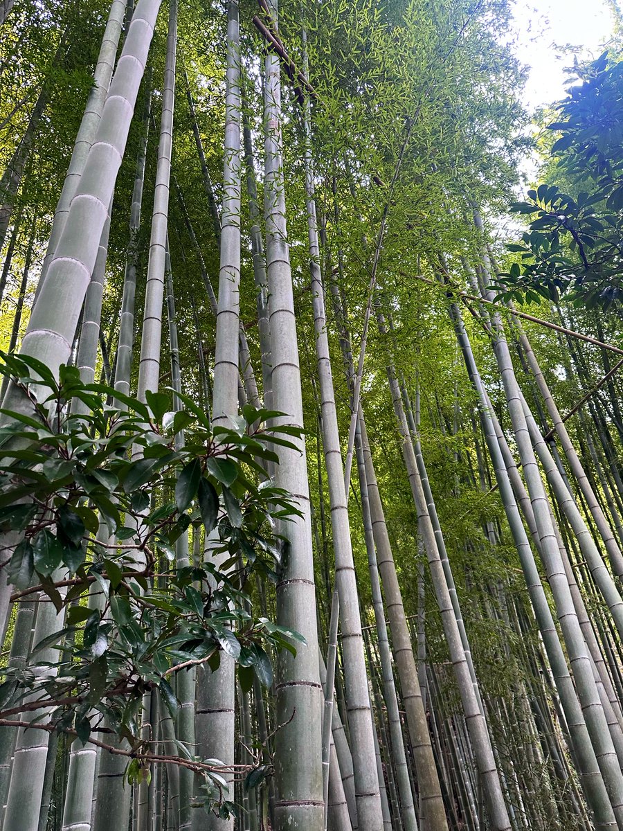 trina_flute's tweet photo. 昨日は久しぶりに鎌倉の報国寺へ🎋
平日なのに人がいっぱいでしたが、ゆるりとした時間を過ごせて心穏やかになりました☺️また行きたい！ https://t.co/DNC1U0Mrju