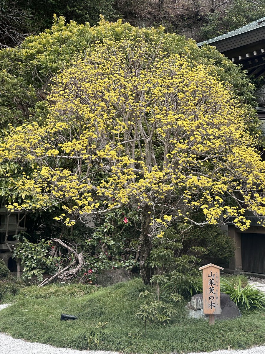 trina_flute's tweet photo. 昨日は久しぶりに鎌倉の報国寺へ🎋
平日なのに人がいっぱいでしたが、ゆるりとした時間を過ごせて心穏やかになりました☺️また行きたい！ https://t.co/DNC1U0Mrju