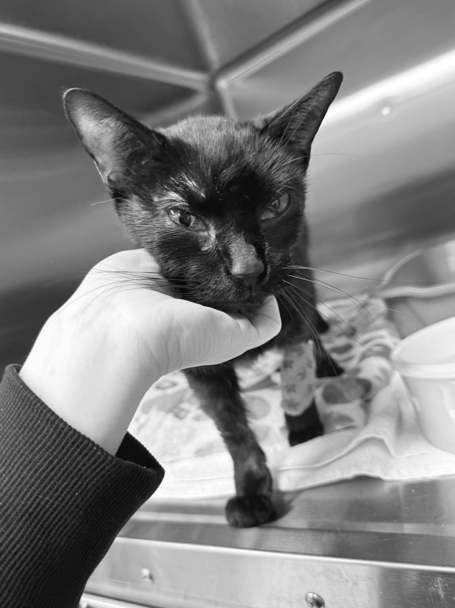 Friends of Bear Cat Rescue tweet media