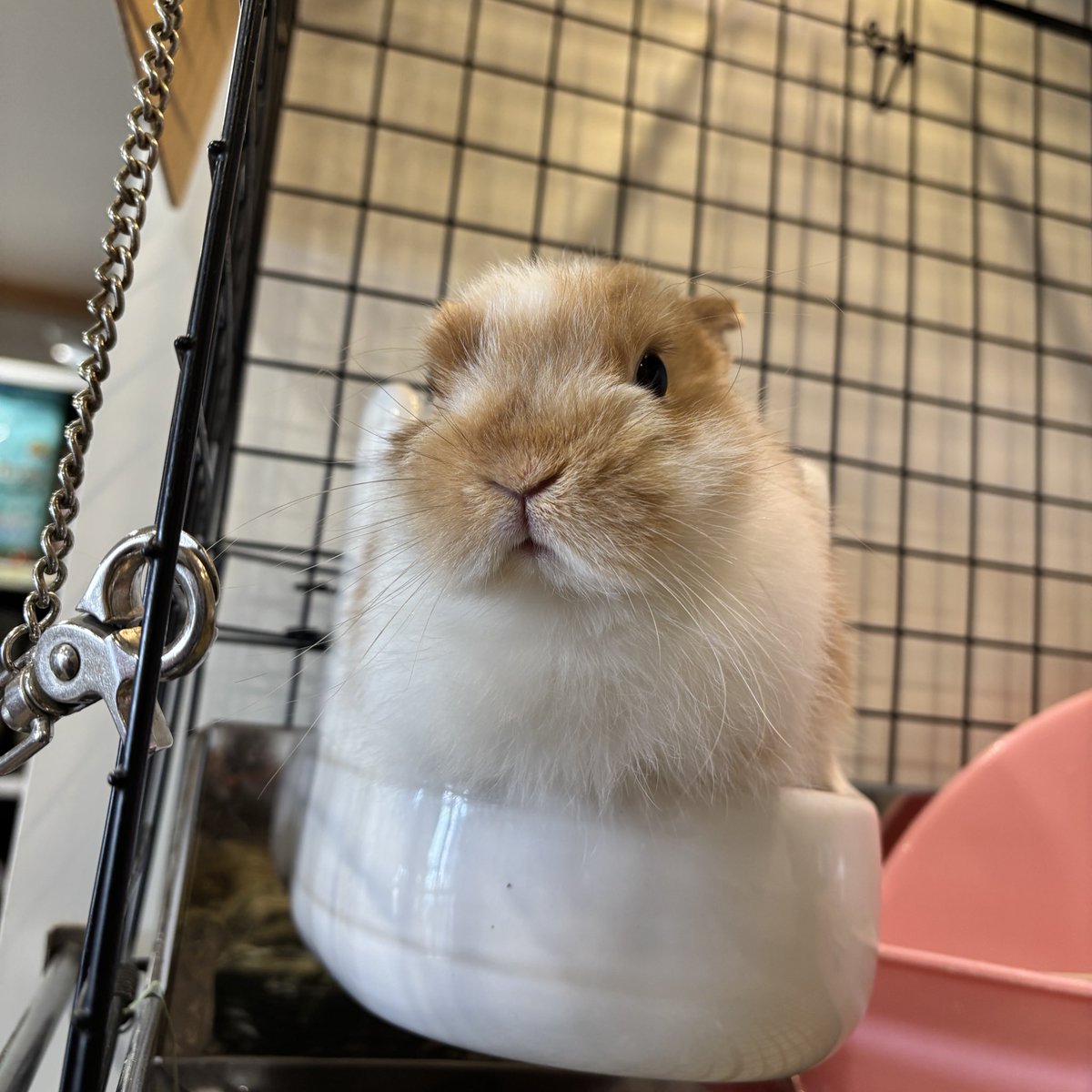 うさぎのしっぽ吉祥寺店 (@sippo_kichijoji) / Posts / X