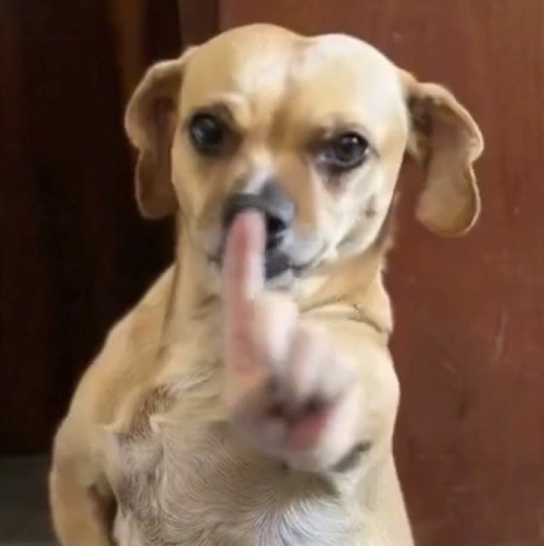 rosto de leque 🪭 tweet media