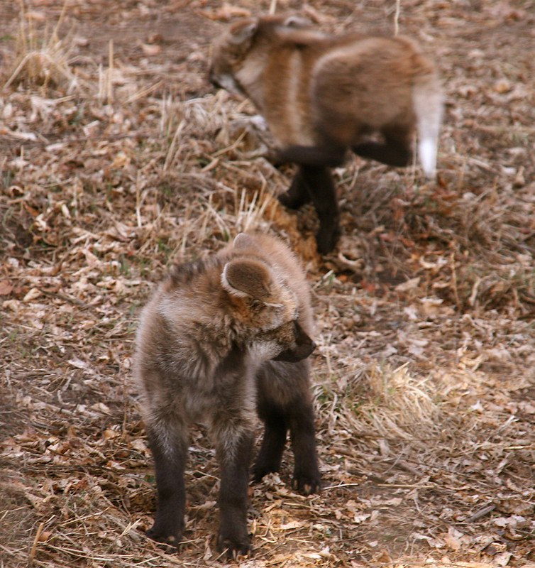 🇸🇪ManedDumber tweet media