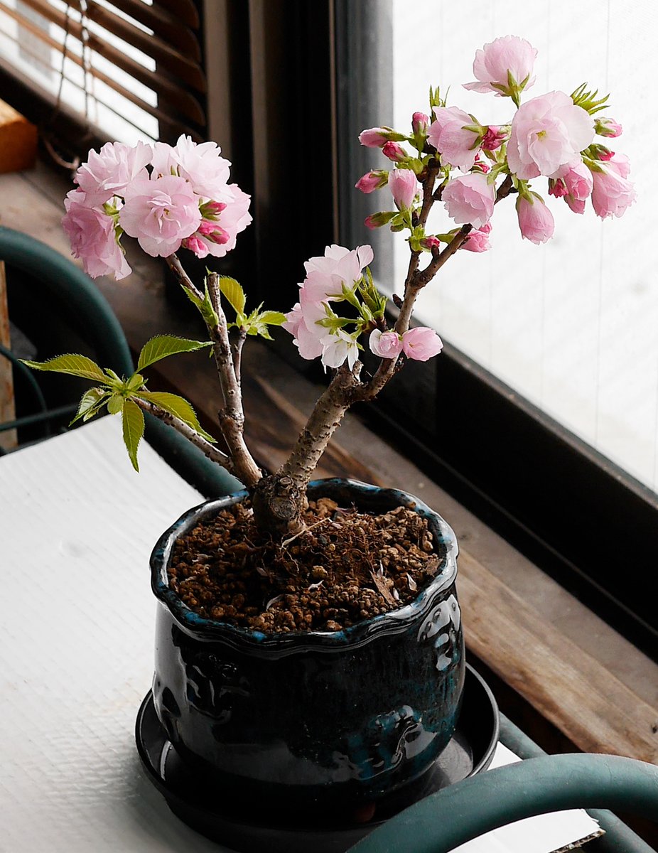 (株)国華園【公式】 tweet media