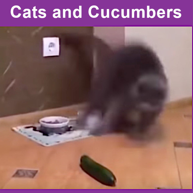 500wayscom's tweet image. If you've never seen cats react to cucumbers you're in for a weird treat. See the full free video at auxvid.com/cats-and-cucum… (#cat, #kitty, #kittycat, #feline, #housecat, #cucumber, #funnyVideo, #scaredCat, #frightenedCat, #scardycat)