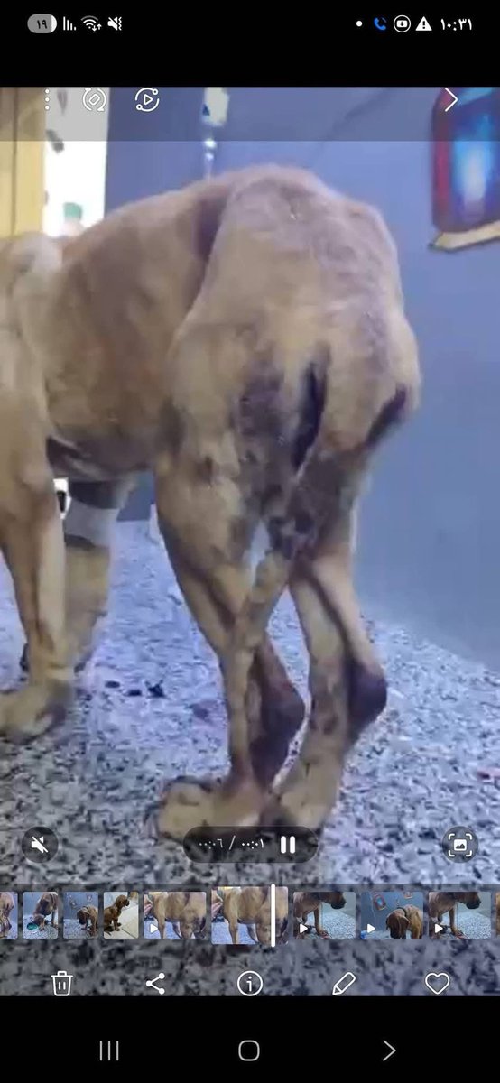 طبيب بيطري منزل الفيديو ده لطلبة بيقول ان سابها ٥ شباب قدام العيادة عنده بعد ما اعتدوا عليها جنسيا!!!! 
وهربو 
عشان لما الناس بتسأل الميول بتتغير ليه 
والمعرصين بتوع اصل لبسها هو السبب ف انه يتحرش بيها
اهو الخولات اغتصبو كلبه!!!
يولاد الزانيه!