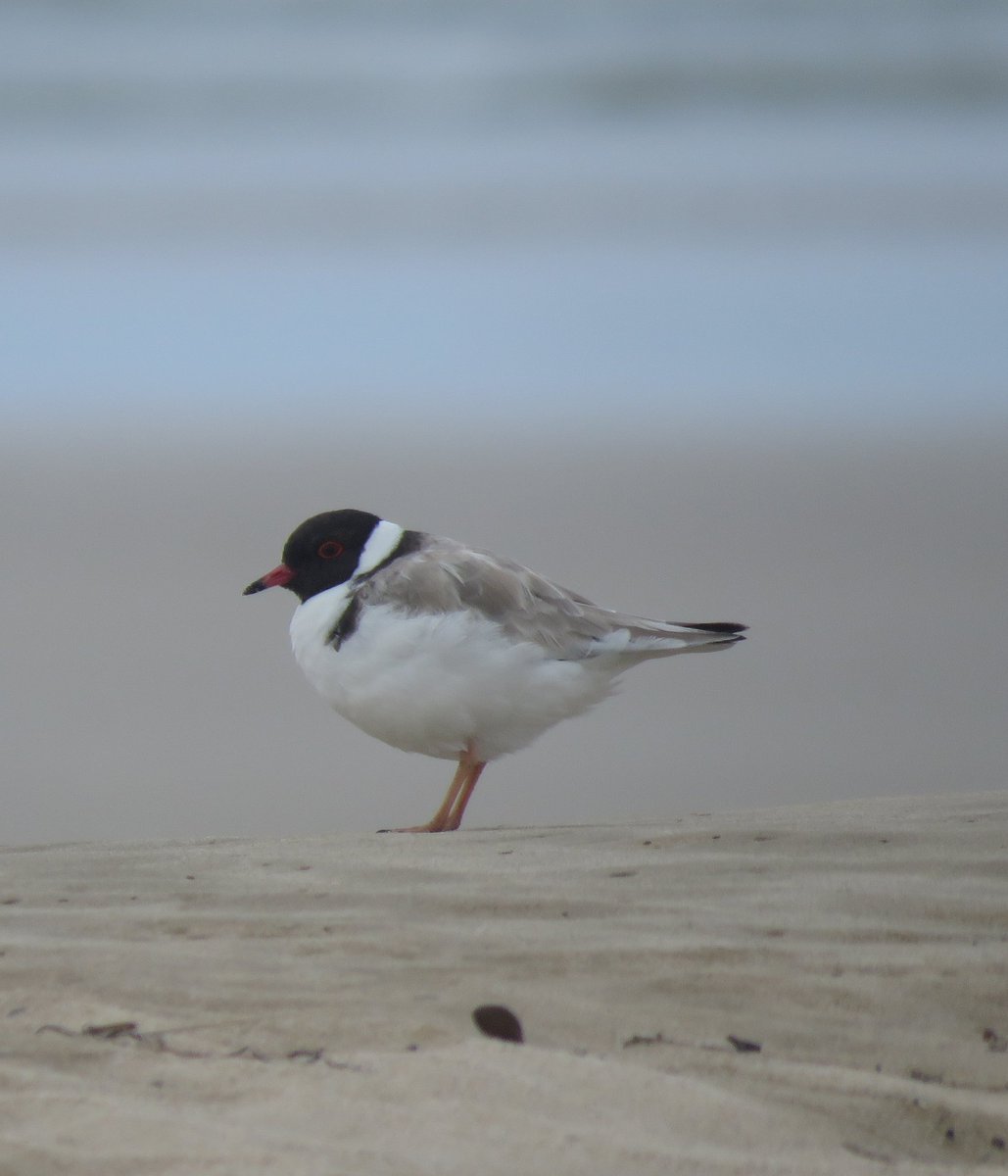 Bird Michael From Twitt℮r tweet media