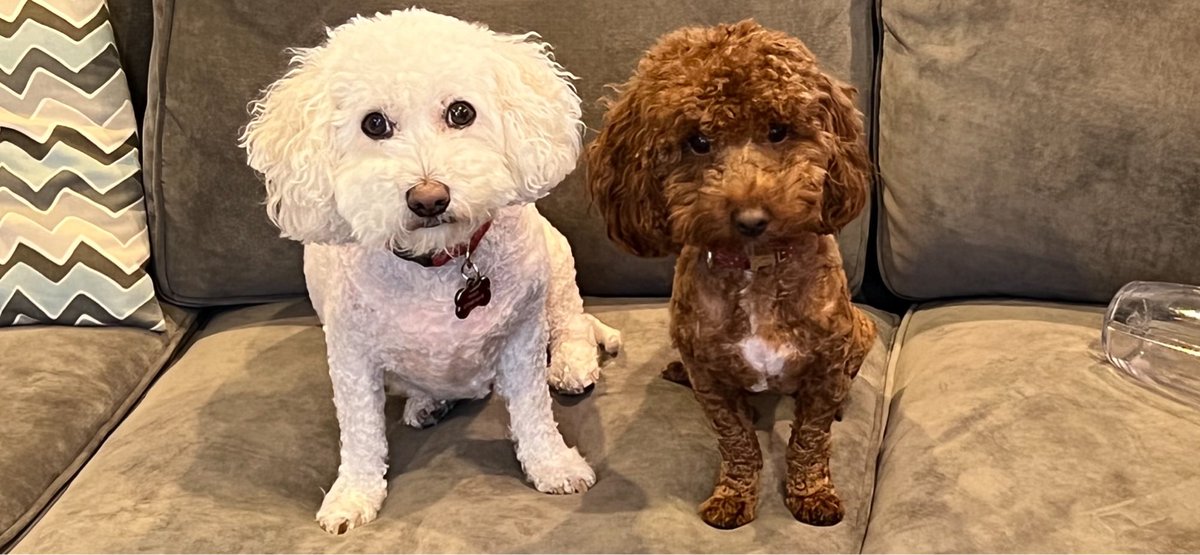 ScottParisi's tweet photo. @Jokoy, thought this would be nice for you to see after you get off the stage.   #dogs #bichon #poodle #brothers #Philadelphia @Xfinity #mobile #arena https://t.co/kA7BWDU9oT