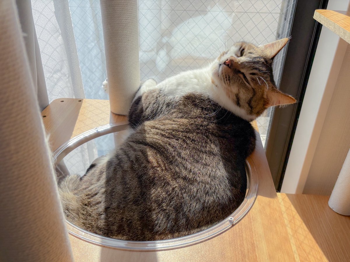 cat_fuko's tweet photo. 今日はぽかぽかだね！猫たち窓辺でとろけてます☀️ https://t.co/4ys1JxsT37