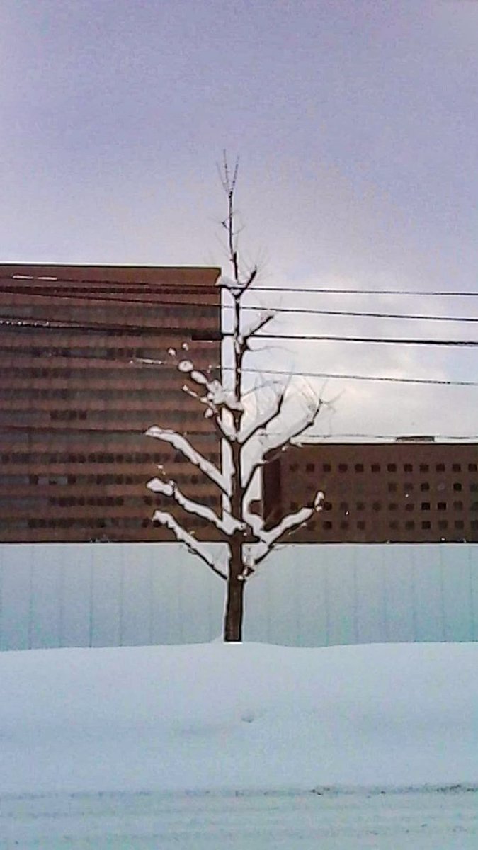 Carlos Lang tweet media