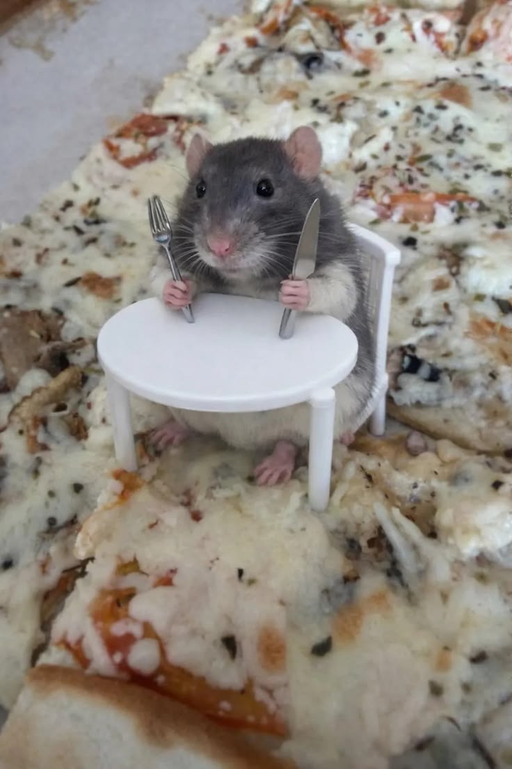 Tweets Of Hamster (@tweetsofhamster) on Twitter photo 