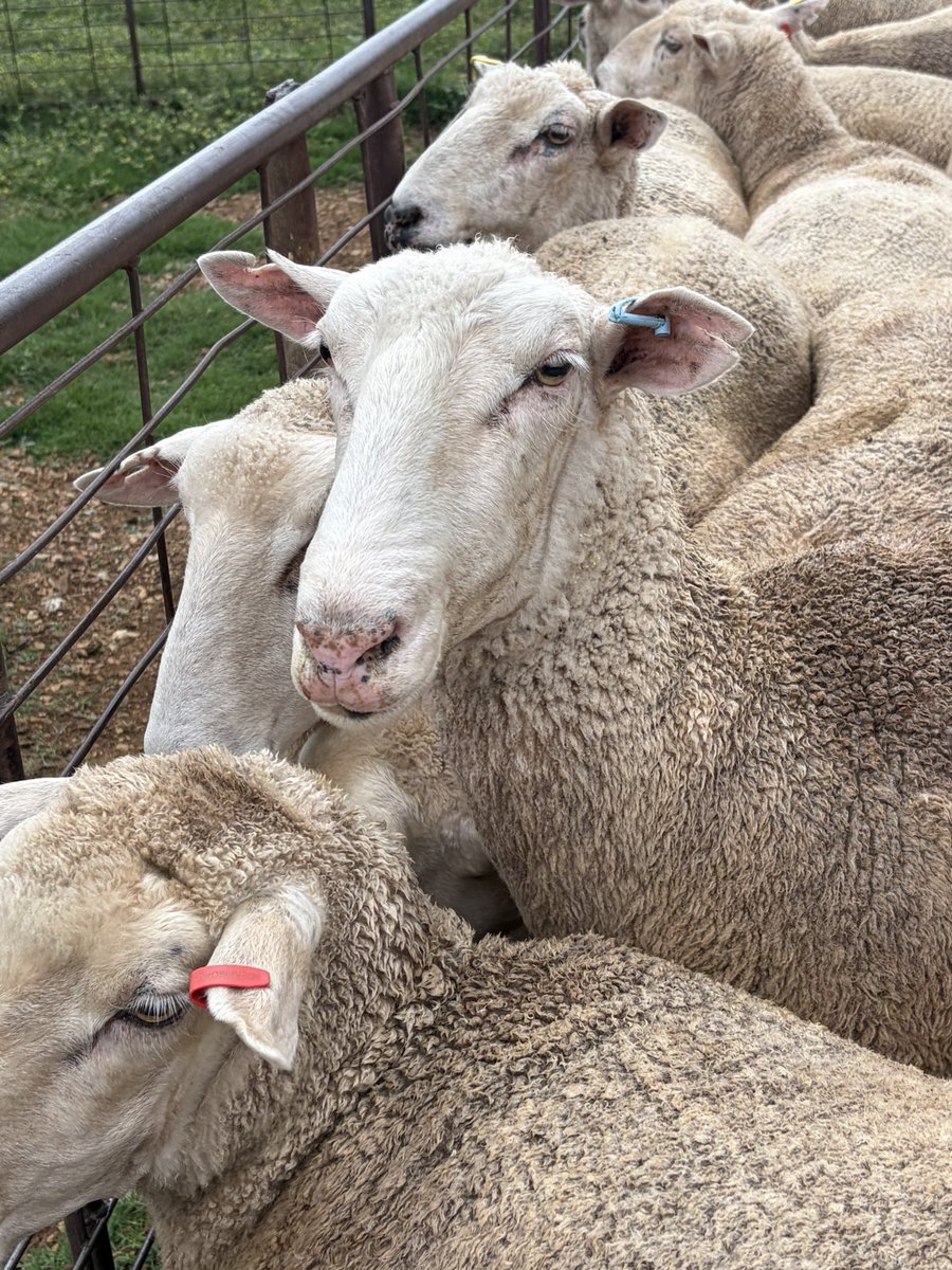 Lawrence Balcomb tweet media