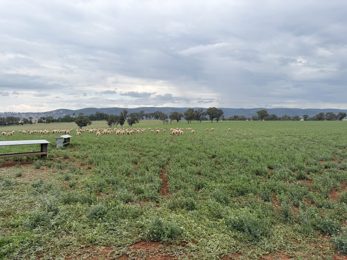 Lawrence Balcomb tweet media