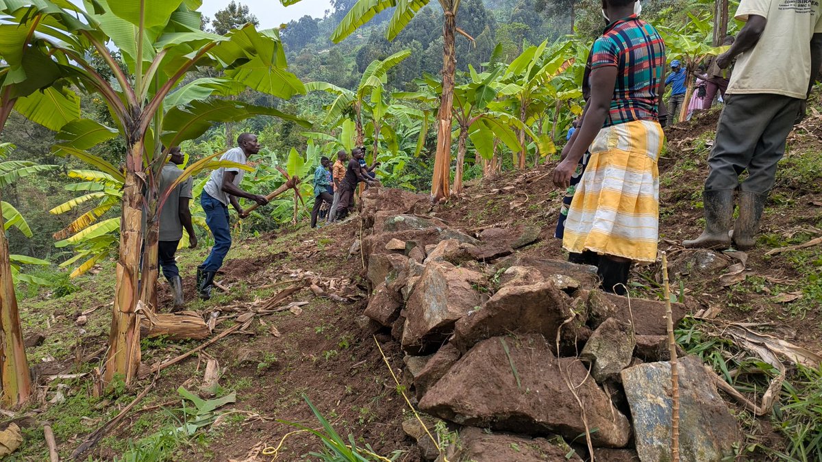 CommonGroundUg's tweet photo. Members of Bumushiso-Bukhaukha community in Bududa came together and established stone bunds in Nasimba Restoration site. IFTs took the lead in training other members on how to establish contours and laying the stones. @NLinUganda @ISSDUganda https://t.co/oU2AlOE9ka