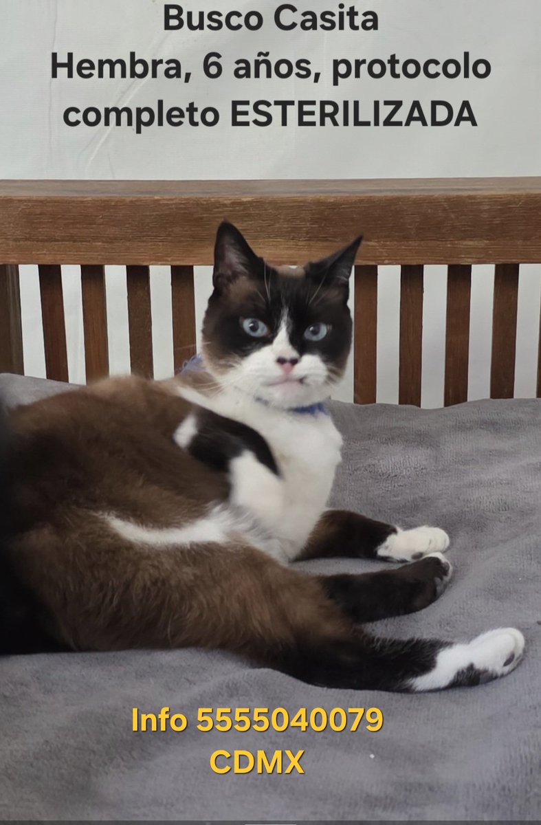 Josefina Martín tweet media