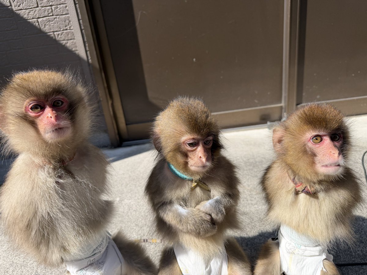 利美トレーナー tweet media