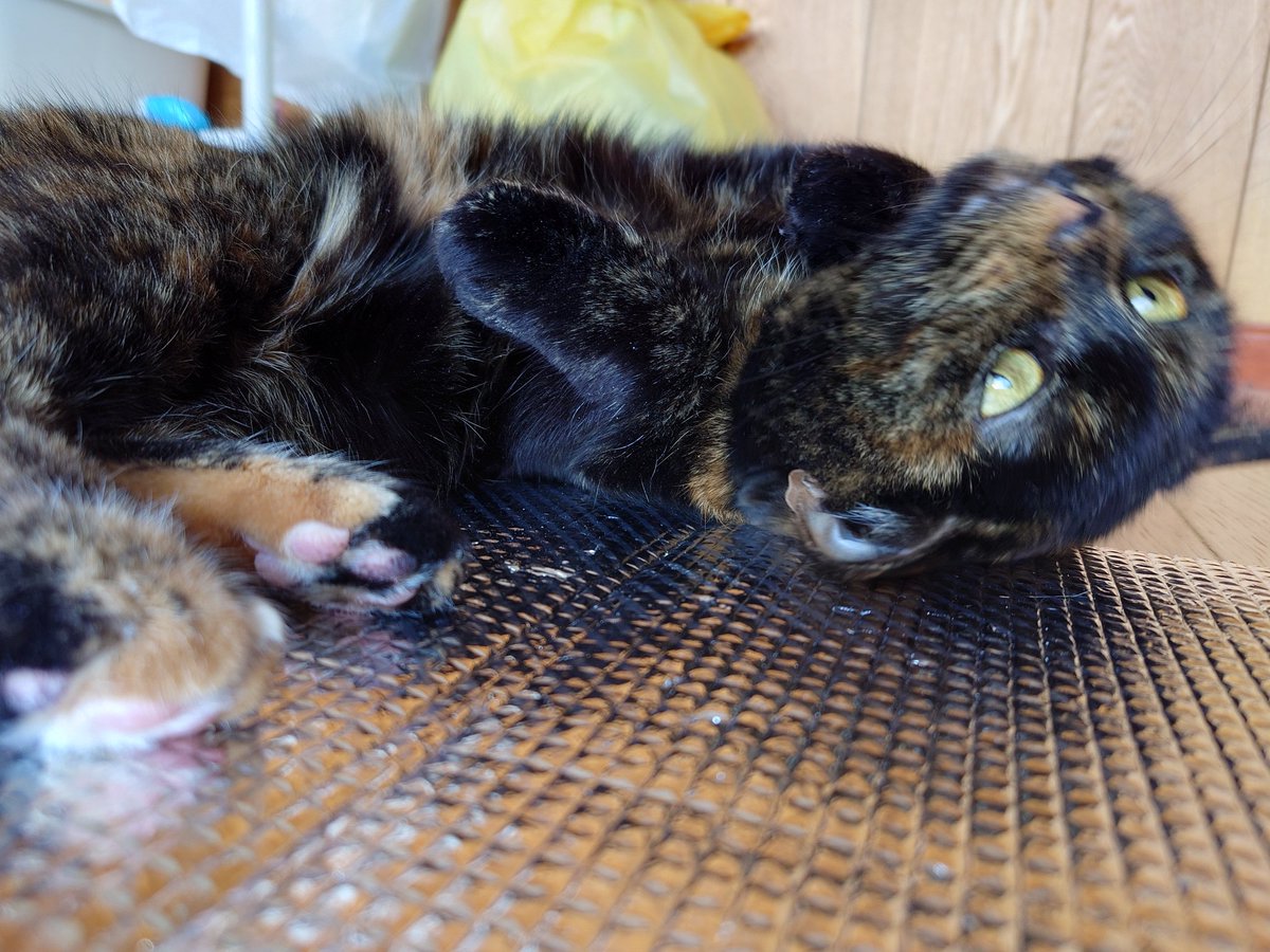 さ　ねこ tweet media