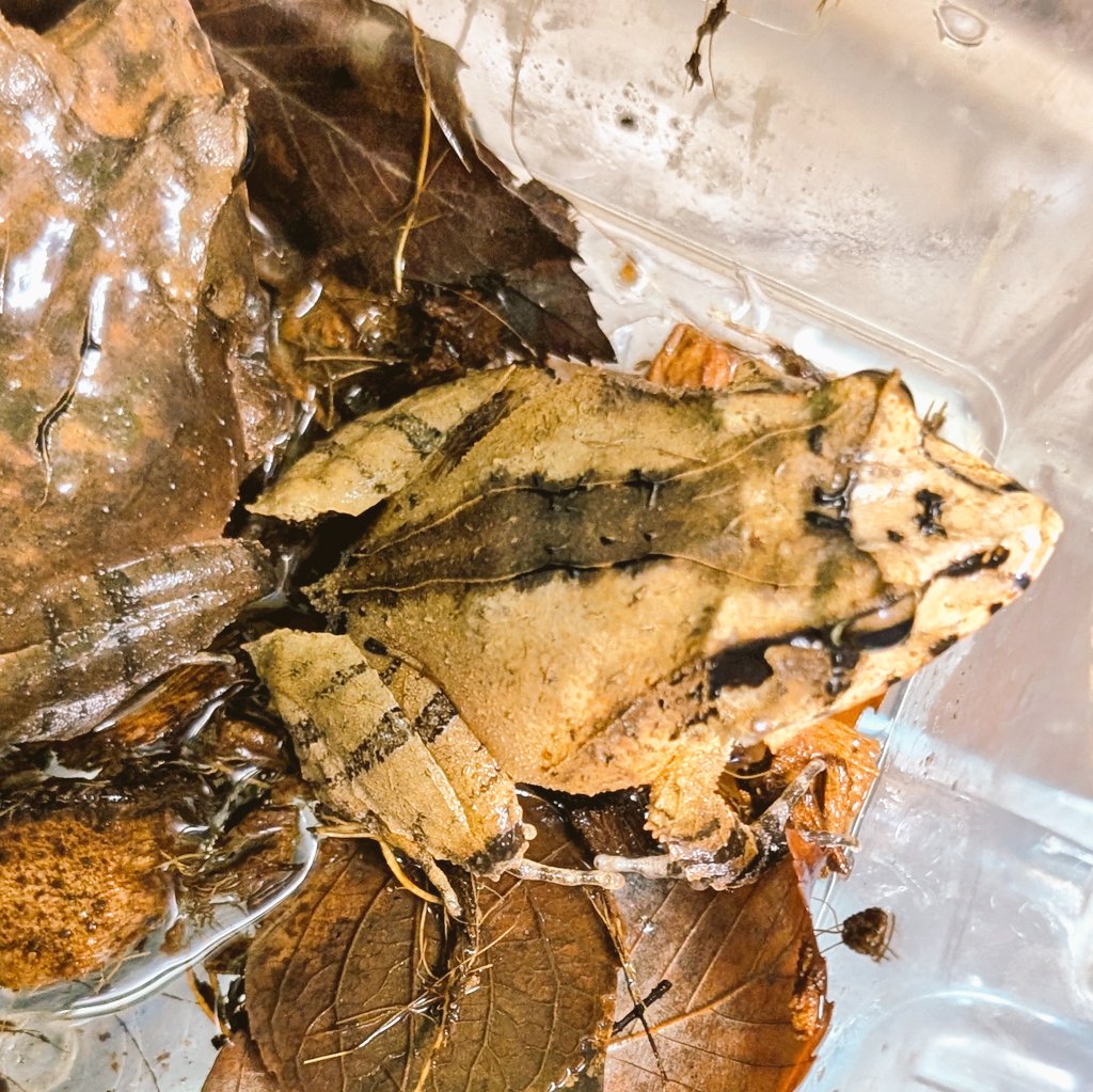 爬虫類・両生類専門店レプティリカス (@19801970) / Posts / X