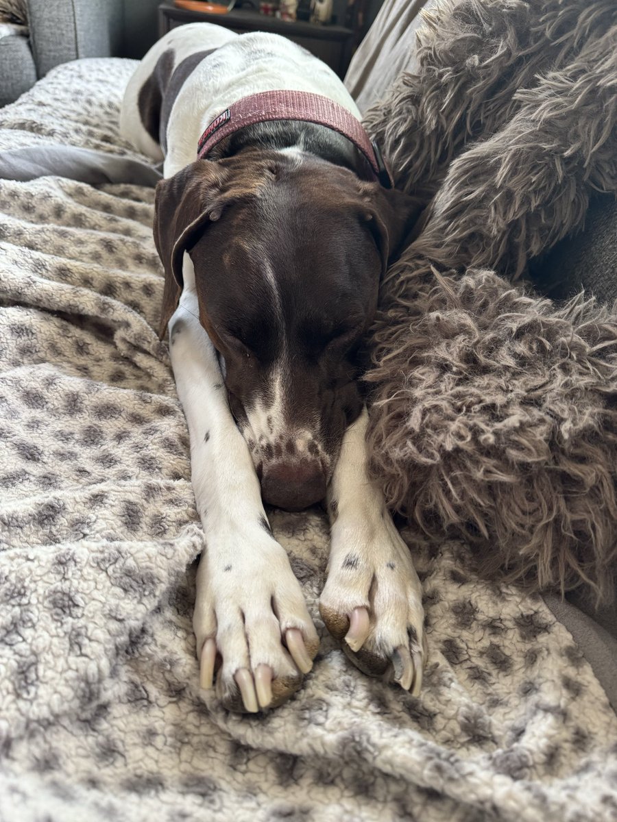 Daisy Gretchen Banjo tweet media