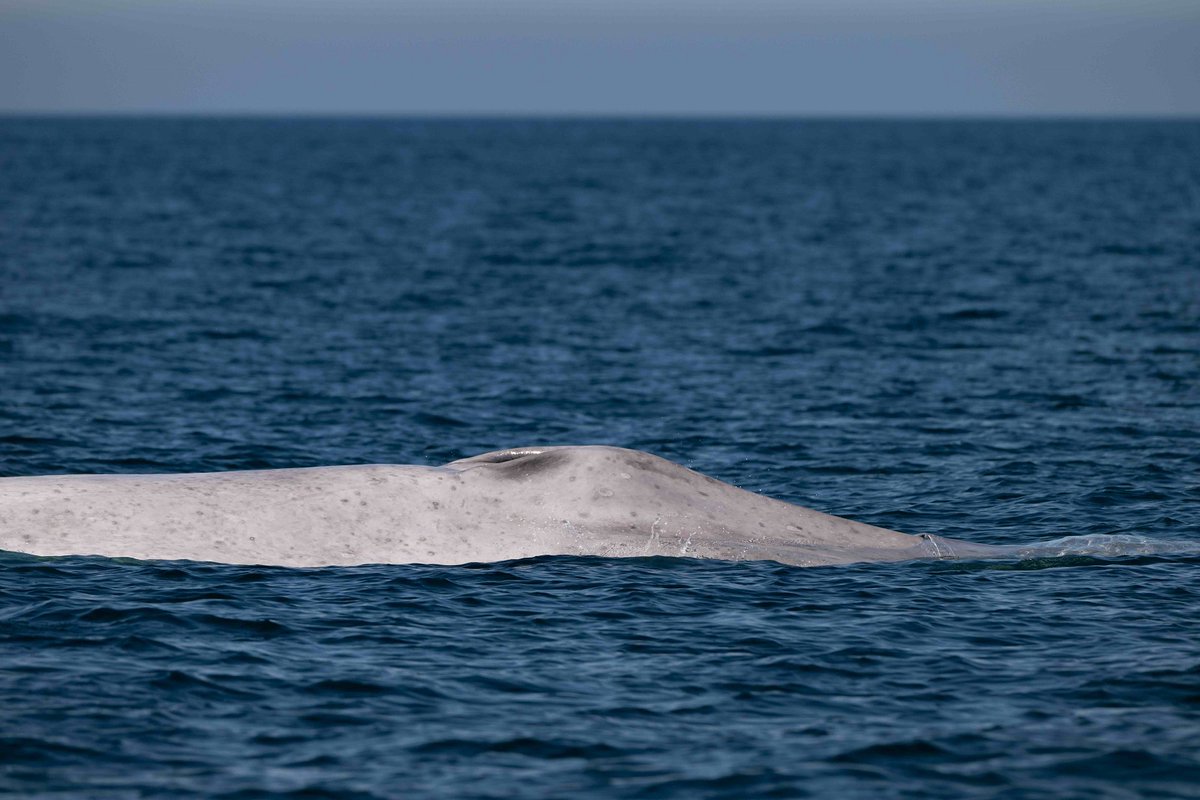 CONANP_mx's tweet photo. La #Conanp, a través de la Dirección Regional Península de Baja California y Pacífico Norte y del Parque Nacional #BahíaDeLoreto, da a conocer el avistamiento de una #BallenaAzul (Balaenoptera musculus) con albinismo. 🐋🤍

➡️ https://t.co/pi8fL95QwC #SomosNaturaleza 🌿🌊🏜️ https://t.co/RlWLQSaQZF