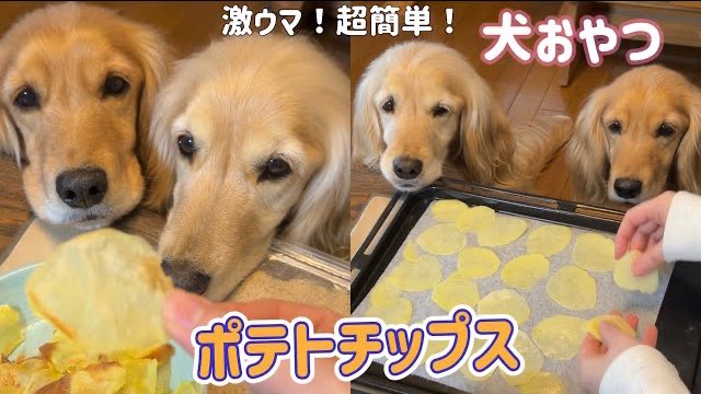 hachi_cray's tweet photo. 【超簡単！手作り犬おやつ】ポテトチップスを作ったらパリパリ咀嚼音がたまらない！
https://t.co/Lf0YY4MzjI
#犬おやつ #犬動画 #asmr #咀嚼音 https://t.co/mVQtUnlO7e