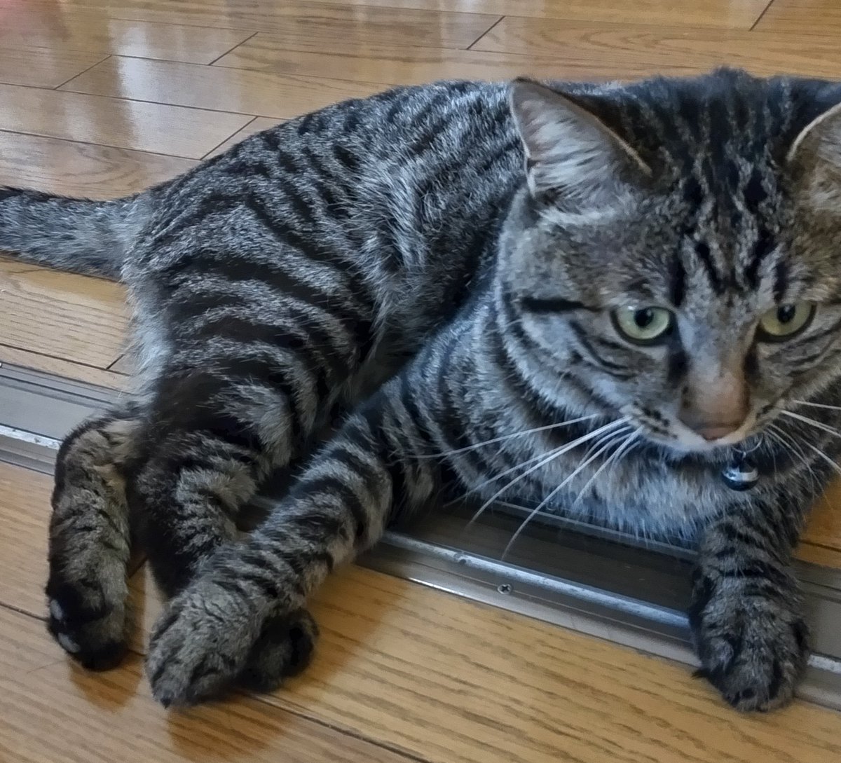 gom_neko's tweet photo. #迷い猫捜索中
 #キジ猫オス
ごまの特徴です。
【⠀特徴⠀】
オス猫
全身 黒キジ模様。
白い所はほとんどありません。
手足長い
尾長
顔デカ
顔横シマ模様が濃い
鼻が茶色
※体型はパッと見て大きいかと思います https://t.co/d80eNGRcTl