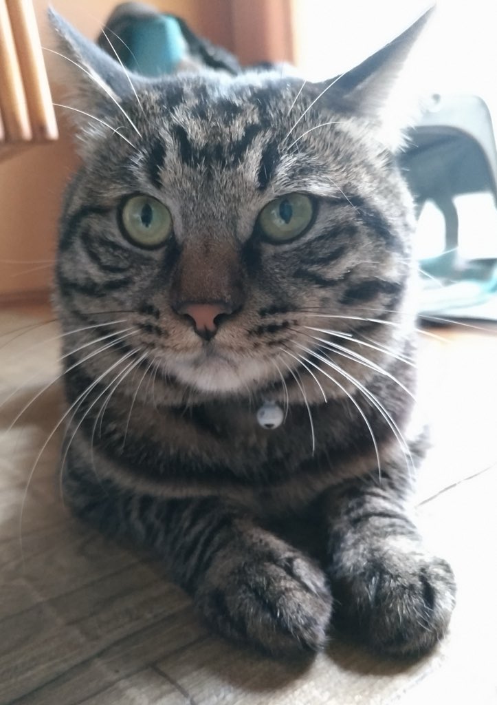 gom_neko's tweet photo. #迷い猫捜索中
 #キジ猫オス
ごまの特徴です。
【⠀特徴⠀】
オス猫
全身 黒キジ模様。
白い所はほとんどありません。
手足長い
尾長
顔デカ
顔横シマ模様が濃い
鼻が茶色
※体型はパッと見て大きいかと思います https://t.co/d80eNGRcTl
