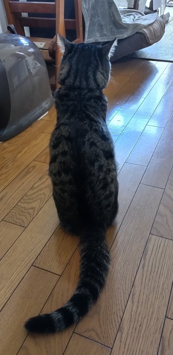 gom_neko's tweet photo. #迷い猫捜索中
 #キジ猫オス
ごまの特徴です。
【⠀特徴⠀】
オス猫
全身 黒キジ模様。
白い所はほとんどありません。
手足長い
尾長
顔デカ
顔横シマ模様が濃い
鼻が茶色
※体型はパッと見て大きいかと思います https://t.co/d80eNGRcTl