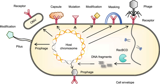 journal_mlife's tweet photo. Prokaryotes face constant viral attacks. A new #mLife review by @CJL_Yang et al. maps the diversity of prokaryotic defense systems and explains how evolutionary arms races with phages drive innovation in microbial immunity. #CRISPR #Phage #Immunity
🔗 https://t.co/EWyBzwR6lE https://t.co/cQ4RRw7h19
