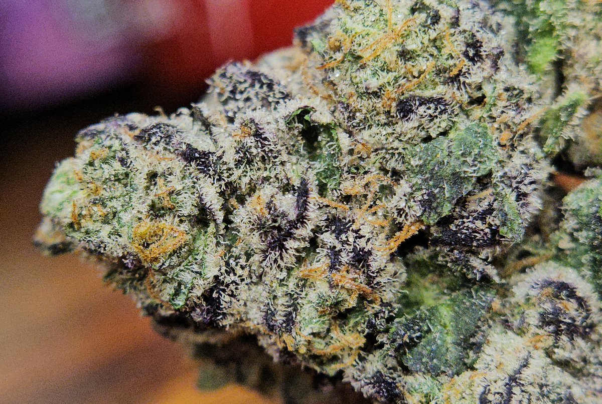 Haze4dayz tweet media