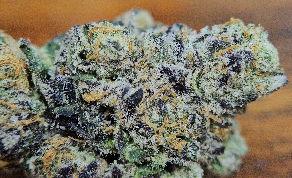 Haze4dayz tweet media