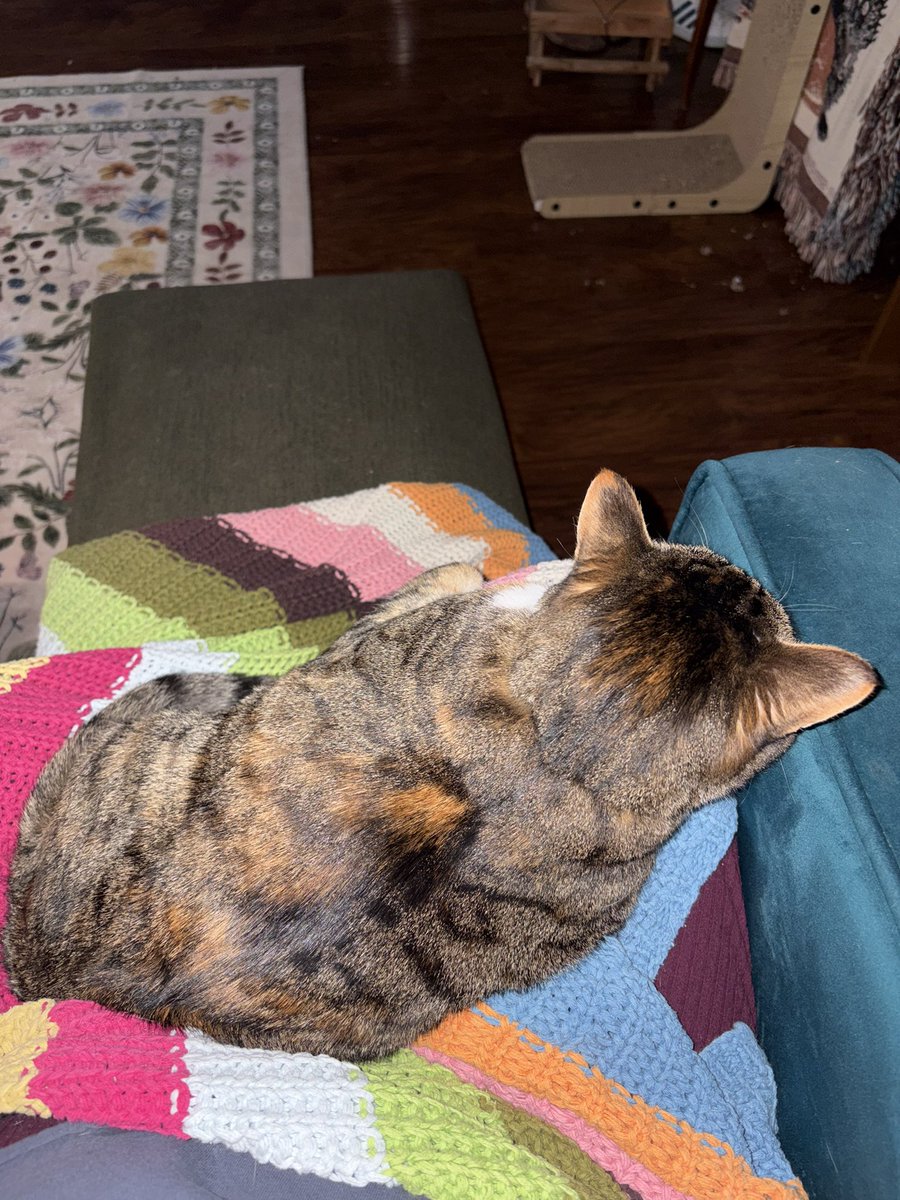 I’m sorry for people who don’t like cats because they’ll never know the joy of coming home and your cat immediately curling up in your lap on the couch