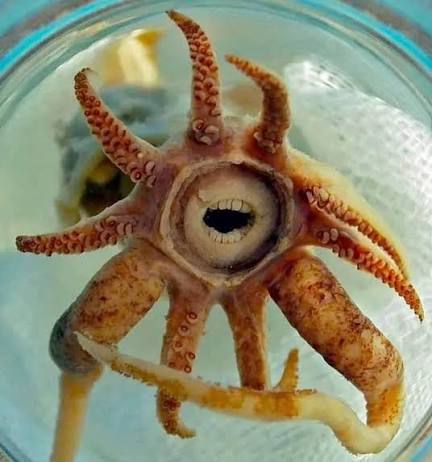 MARCROSMMM14's tweet photo. PROMACHOTEUTHIS SULCUS the real life yamatsukami/yama kurai
PROMACHOTEUTHIS SULCUS 現実の山津神/山くらい
#MonsterHunter #MHFZ #MH2dos https://t.co/4rJxM3rnl0