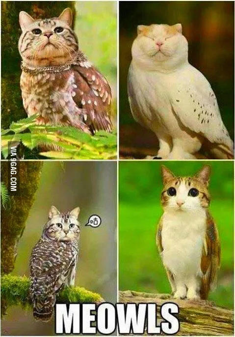 The first Meowl was posted by Chinese Weibo user zhumaokele  in 2013. (on the bottom right)