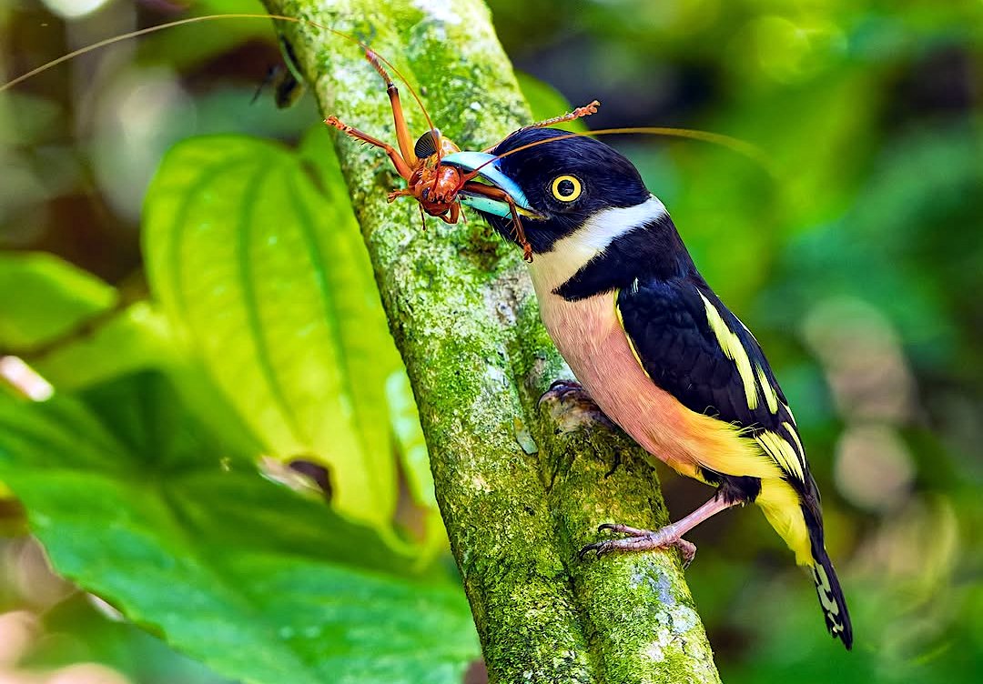 TheBatBotLab🇺🇸 tweet media