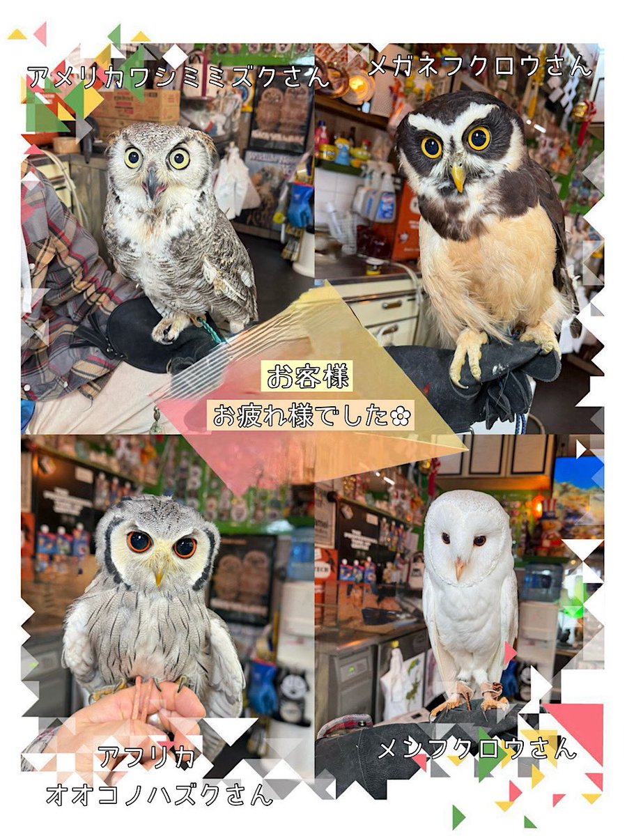 🗓️3月7日（土）は
13時ー18時まで
営業しております☀🌷

嘴カット・爪切り
足回り交換等
ご来店いただきました✨

ありがとう御座いました♡☺️😊
𖤣　𖥧　𖥣　𖡡　𖤣　𖥧　𖥣

🟢お知らせ
3／9（月）17時閉店
3／13（金）、３／19（木）臨時休業