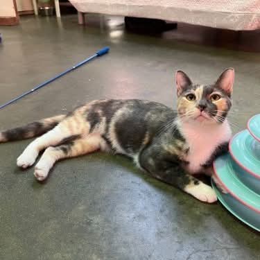 Mara was part of BIG group of orphaned kittens. Sadly, many of them fell ill with panleukopenia and didn’t make it, but Mara was one of the lucky survivors. She can be a little  shy around new people and would love to find a patient and quiet home. DOB: 6/6/2021