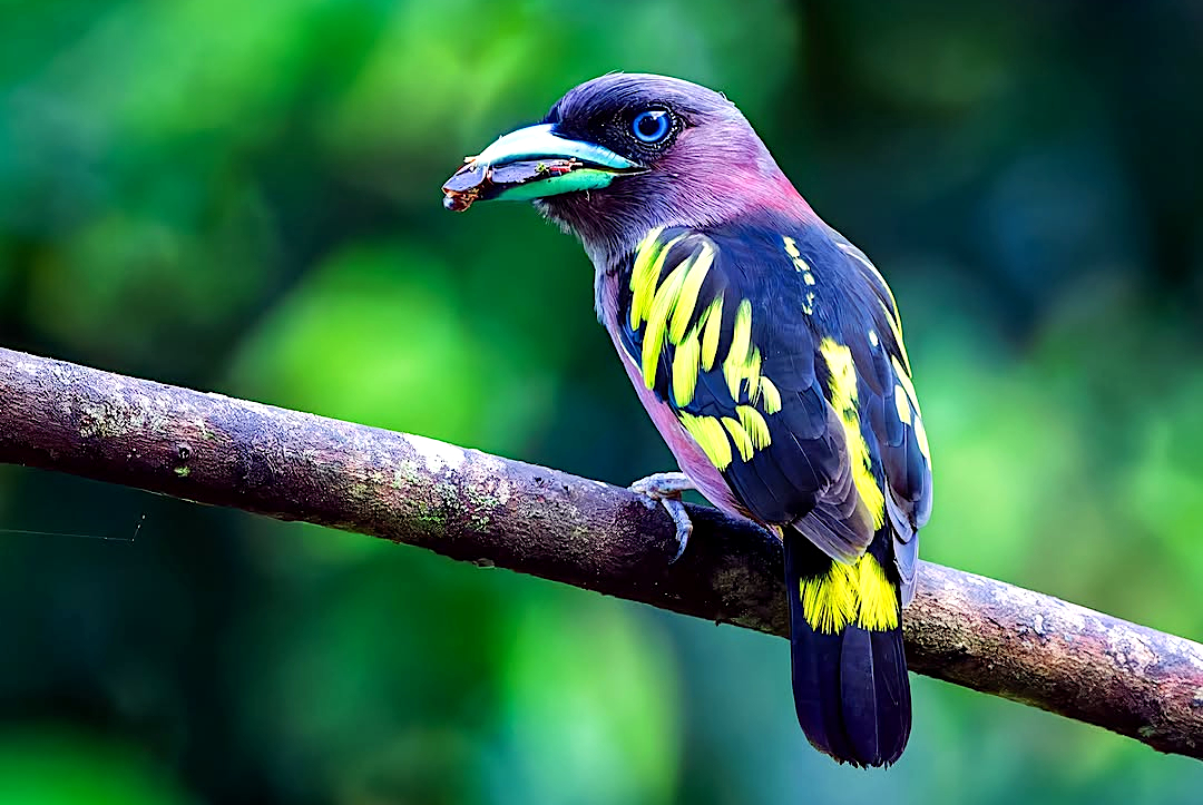 TheBatBotLab🇺🇸 tweet media