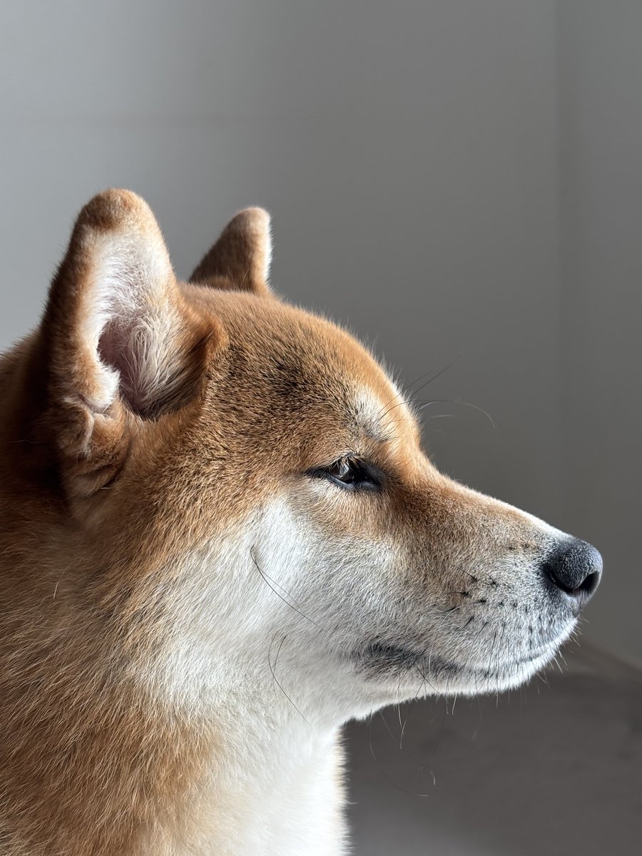 まるむし (@marumushi513) / Posts / X