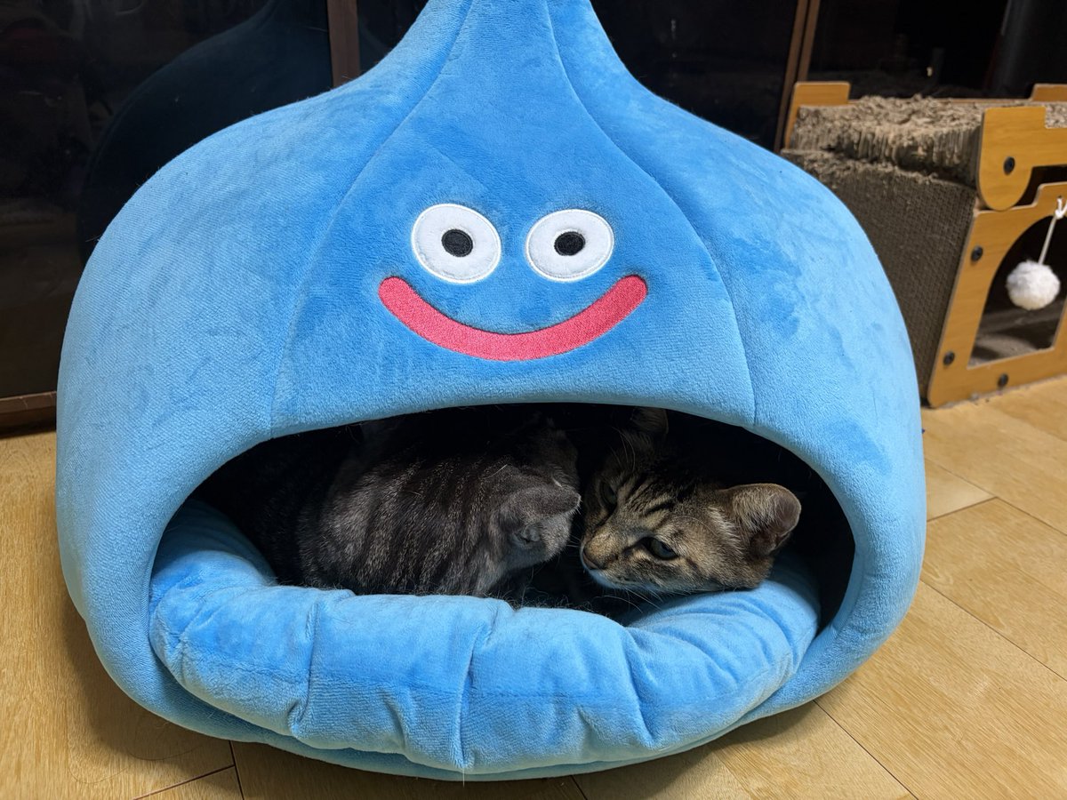 knitMEARI's tweet photo. まだまだ家の中が寒い

マンションの外壁工事が始まって日の光が当たらない&amp;エアコンが使えないので
ぬっこ達は2匹で今日も温まってる

その間に入りたい😭

#ネコ
#ねこ 
#スライム
#冬の日
#cat https://t.co/eW1BnggsfL