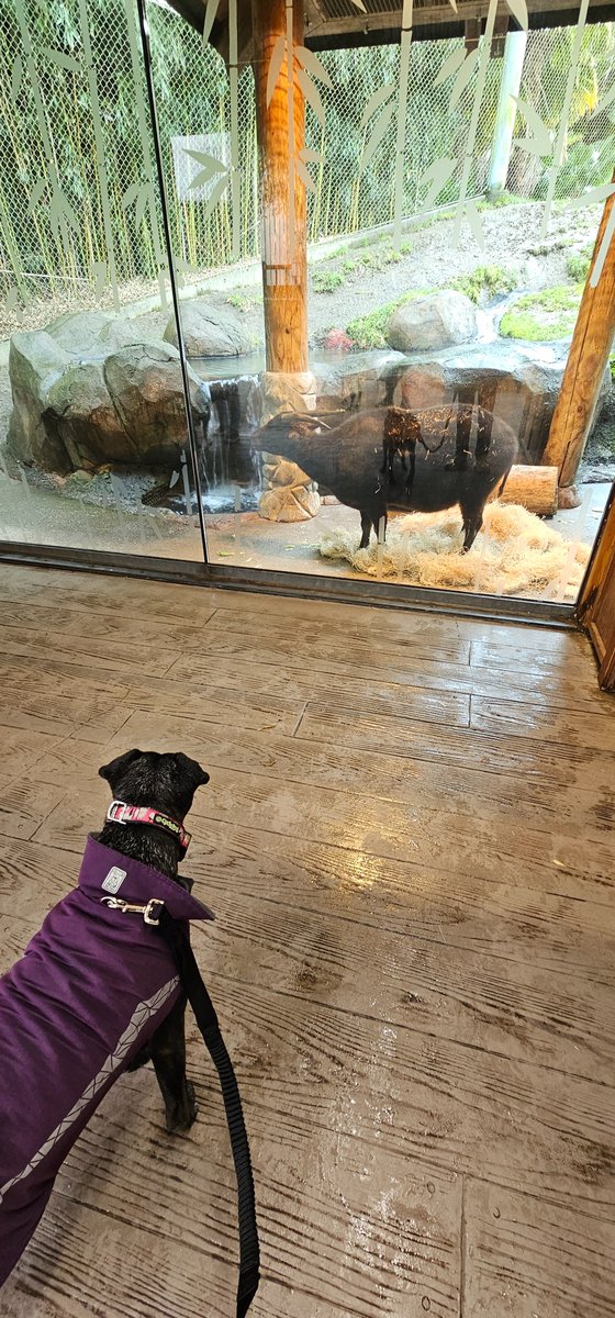 Josh Shea tweet media