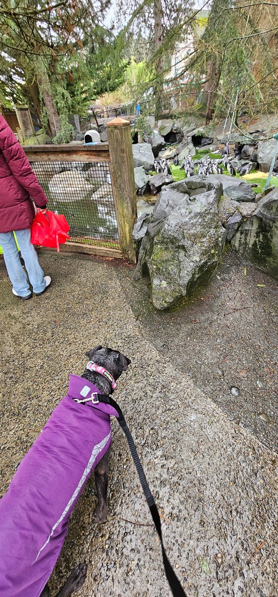 Josh Shea tweet media