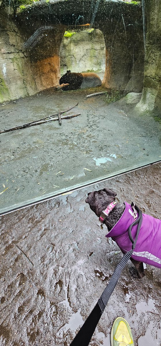 Josh Shea tweet media