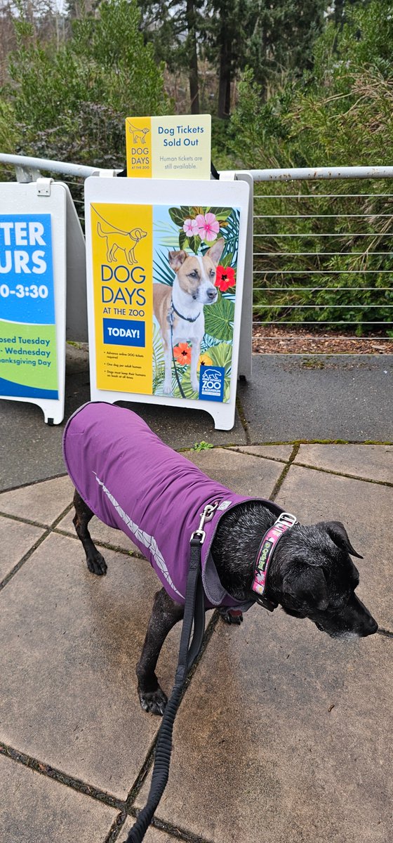 Josh Shea tweet media