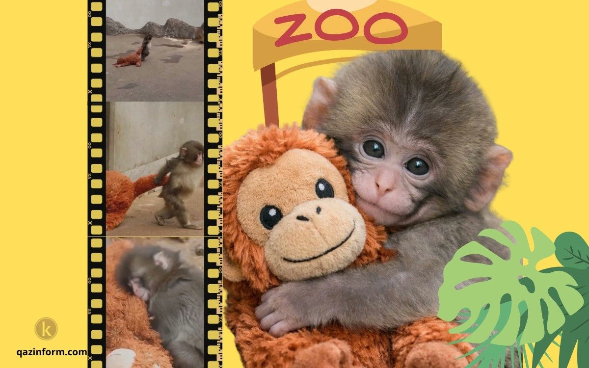 kazinform_eng's tweet image. Baby monkey #Punch revives debate over famous #experiment
qazinform.com/news/baby-monk…
#Punch 
#PunchMonkey 
#punchkun 
#PunchTheMonkey