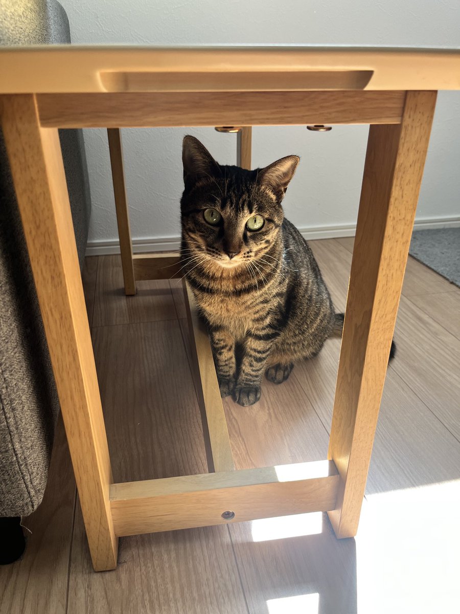senbero5884's tweet photo. せんちはマイフリーガード苦手みたいで、いつも物陰から「なんでこんなことするの💢」って顔で見てきます😢ごめんて https://t.co/HKl48ew1vh