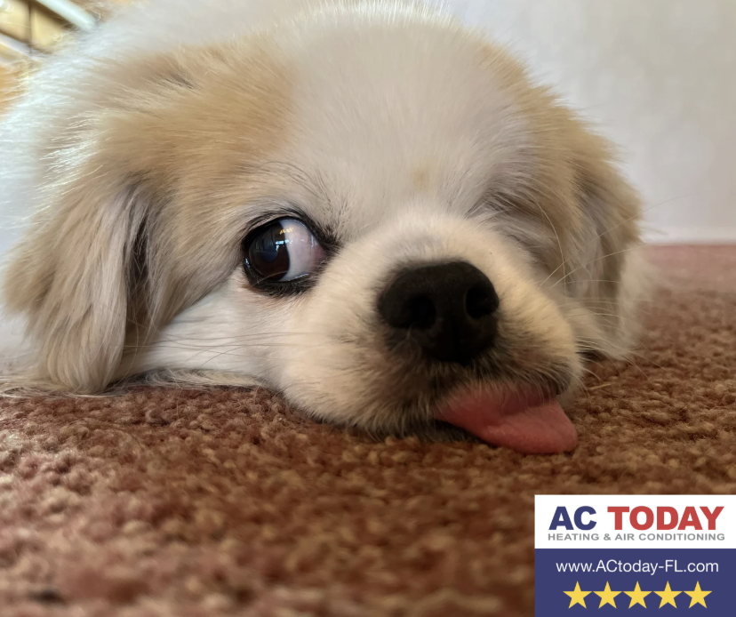 JohnHud50470512's tweet image. This is Winky. He is a professional napper, and he knows that cool air = better naps. So if your AC is acting ruff, call AC Today, not tomorrow! 941-751-2642

😂😂😂

#ACToday #WeRateDogs #CoolAirHVAC