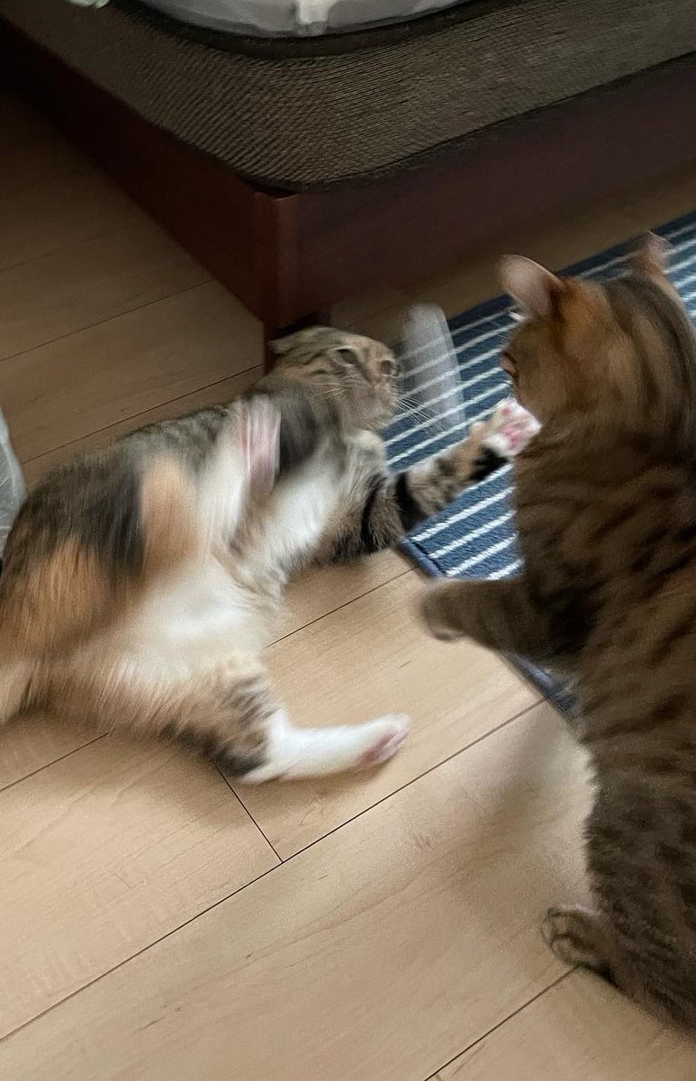 うめのこんぶ tweet media