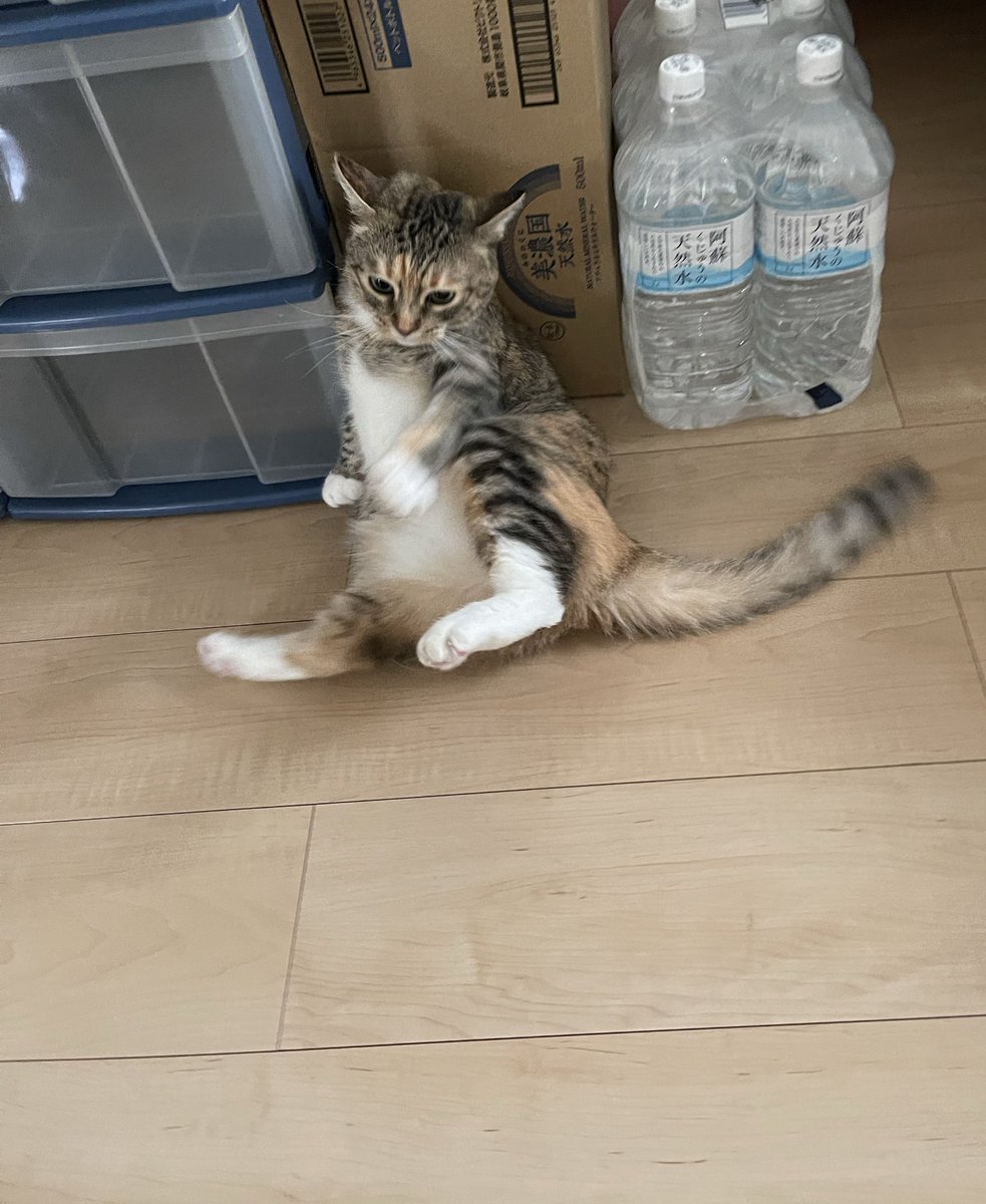 うめのこんぶ tweet media