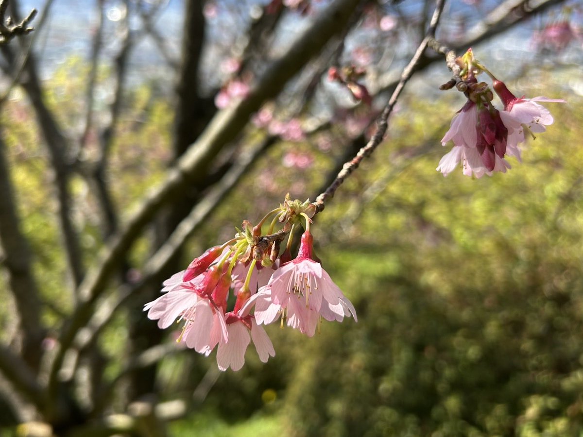 おかめ桜

#あぐりパーク嵯峨山苑 #菜花まつり